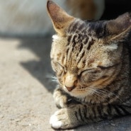 고양이와 함께하는 제주도 김녕미로공원-환상적인 에메랄드 빛 제주바다