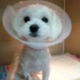 [금천구, 독산동] 강아지 수컷 중성화 수술-폴, 석수동물병원
