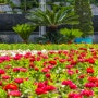 베어트리파크 여름 산책 : 백합 수련 능소화 찔레꽃 천사의나팔꽃