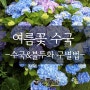 여름 꽃, 수국/불두화 구분법