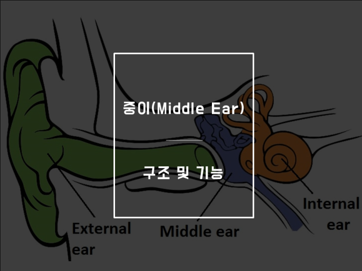 중이(middle ear)의 해부학적 구조 및 middle ear transformer, 용인 보청기 : 네이버 블로그