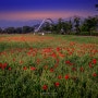 A feast of poppies