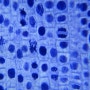 양파뿌리 체세포분열 현미경관찰 사진