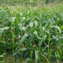 옥수수와 서리태 콩 풀과의 전쟁