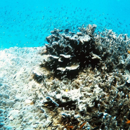 2018말레이시아 티오만섬 다이빙 후기
