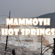 [옐로우스톤 국립공원-Mammoth Hot Springs] 메머드지역! 지구같지 않은 테라스 온천지형, 맘모스 핫스프링!(Upper/ Lower/ Loop Dr 등)하나로 정리!