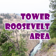 [옐로우스톤 국립공원-Tower Roosevelt Area] 주상절리가 보이는 'Tower Fall'과 화석이 된 나무 "Petrified Tree"