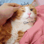 귀여운 고양이 슬로우모션 캘리그라피 영상 - 증강현실 효과