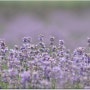 [제주도 여름여행코스] 라벤더와 수국꽃이 핀 보롬왓