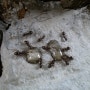 개미 퇴치법 - 화단, 텃밭 개미 퇴치로 진딧물을 방제해요.