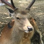 일본 오사카 3박 4일 자유여행 코스 22탄 마지막 필수 관광지 <나라 사슴공원> 무~조건 가세요!