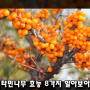[비타민나무]비타민나무 열매의 효능 8가지