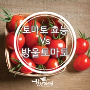 토마토 효능 Vs 방울토마토 차이는?