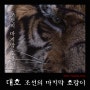 영화<대호 The Tiger,2015>- 산군(山君), 조선 호랑이들의 왕.