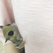 하늘다람쥐 분양시 남아와 여아 성별에 따른 성격과 특징 비교