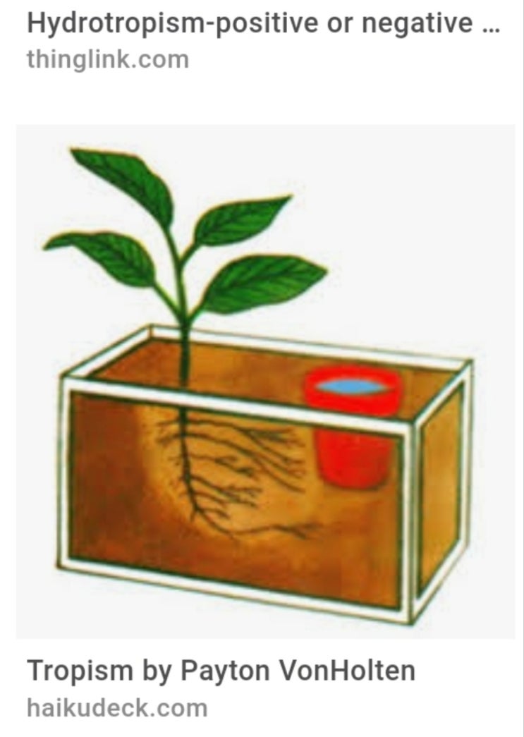 Hydrotropism of root : 네이버 블로그