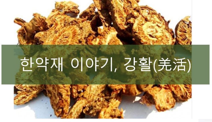 강활(羌活)의 효능 : 네이버 블로그