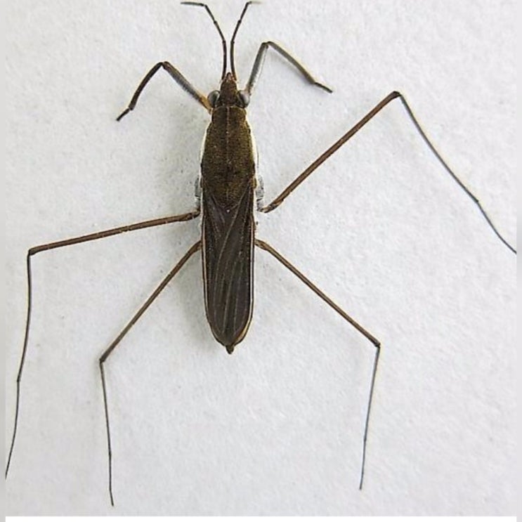 신기한 소금쟁이~~ : 네이버 블로그