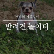 수원 금곡동 매화공원 반려견놀이터