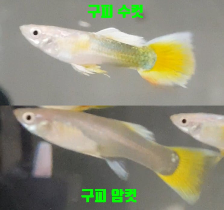 구피 암수 구분하기, 구피 암수 구별 방법, 구피 키우기 : 네이버 블로그