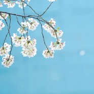 대전 벚꽃사진 2018_04