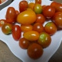 토마토키우기-토마토 수확 꿀맛이에요 ^^