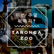 호주 생활정보: 이번 주말 뭐하지? 타롱가주(Taronga Zoo)
