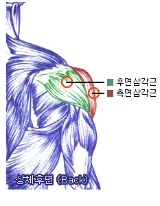 뒤쪽 어깨 운동 두 가지, 벤트오버 레터럴 레이즈 & 케이블 페이스 풀 : 네이버 블로그