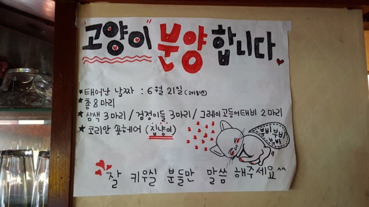 광주 고양이 무료분양해요~