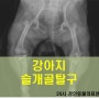 강아지 슬개골탈구_영등포동물병원, 수술전문동물병원