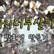가지더부살이 발효액으로 건강한 여름을^^