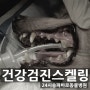 강아지 스케일링 - 문정동 동물병원