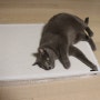 고양이 대리석 매트 실제 구매 후 사용 후기 - 투인플레이스 썸머스톤 킹