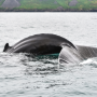 아이슬란드 고래 투어 (Whale Watching) - 레이캬비크 / 후사빅