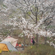 105번째 캠핑_의령 벽계야영장, 벚꽃캠핑의 성지~?