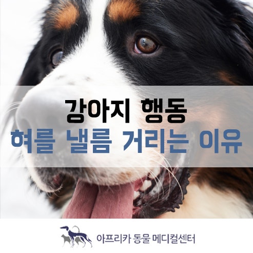 강아지 행동 : 강아지가 혀를 낼름 거리는 이유 : 네이버 블로그