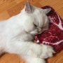 [고양이 아이스크림] 폭염을 날려줄 고양이 간식, 냥코 아이스캔디! ♥ / 고양이 장난감, 캣닢쿠션 비프스테이크
