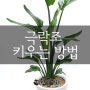 극락조 키우기 물주기