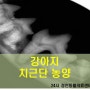 강아지 치근단 농양_영등포 동물병원, 24시동물병원