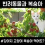 고양이 복숭아 강아지 복숭아 먹어도 되나요?