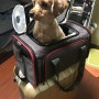 강아지 이동가방 펫츠핏 기내반입가능한 사이즈 추천