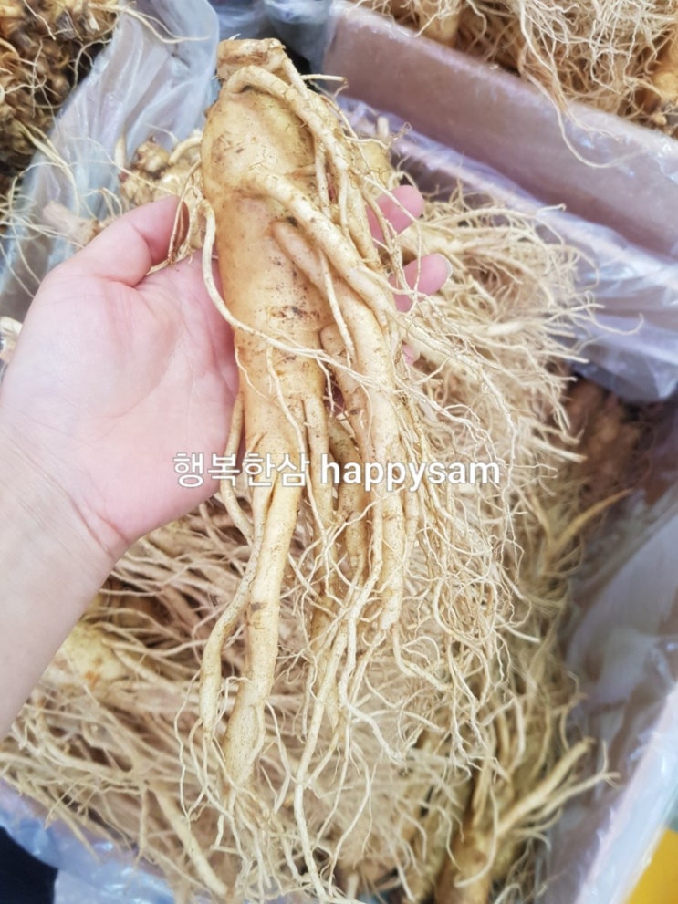 베트남 분들이 많이 찾는 수삼 인삼 Hàn Quốc Nhân sâm 1kg 6뿌리 : 네이버 블로그