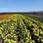 홋카이도 후라노 :) 라벤다를 비롯한 색색의 꽃들, 팜토미타
