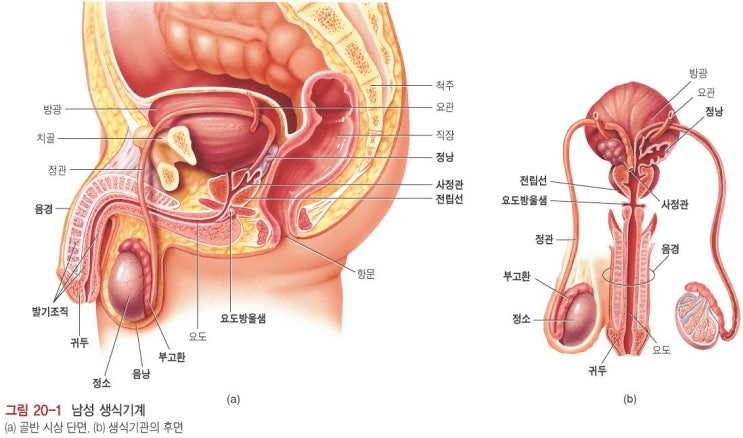 남성 생식계 정면도