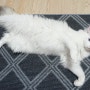 고양이 매트 올웨이즈 캣매트로 사막화 해결 성공기