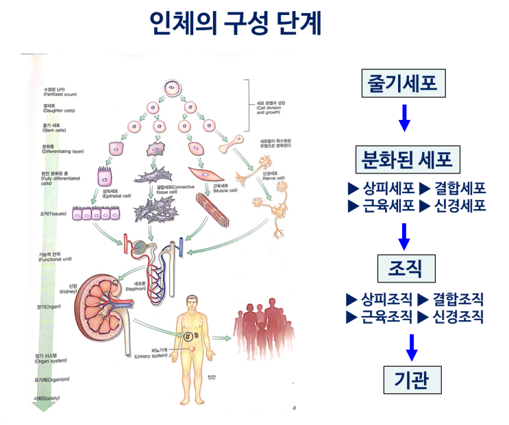 근막의 구성 : 네이버 블로그