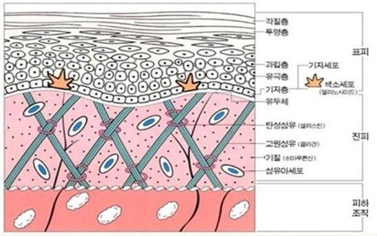 뷰티연구소 - 피부구조, 진피, Dermis, 진피의구조, 콜라겐, 엘라스틴, 유두층, 망상층 : 네이버 블로그