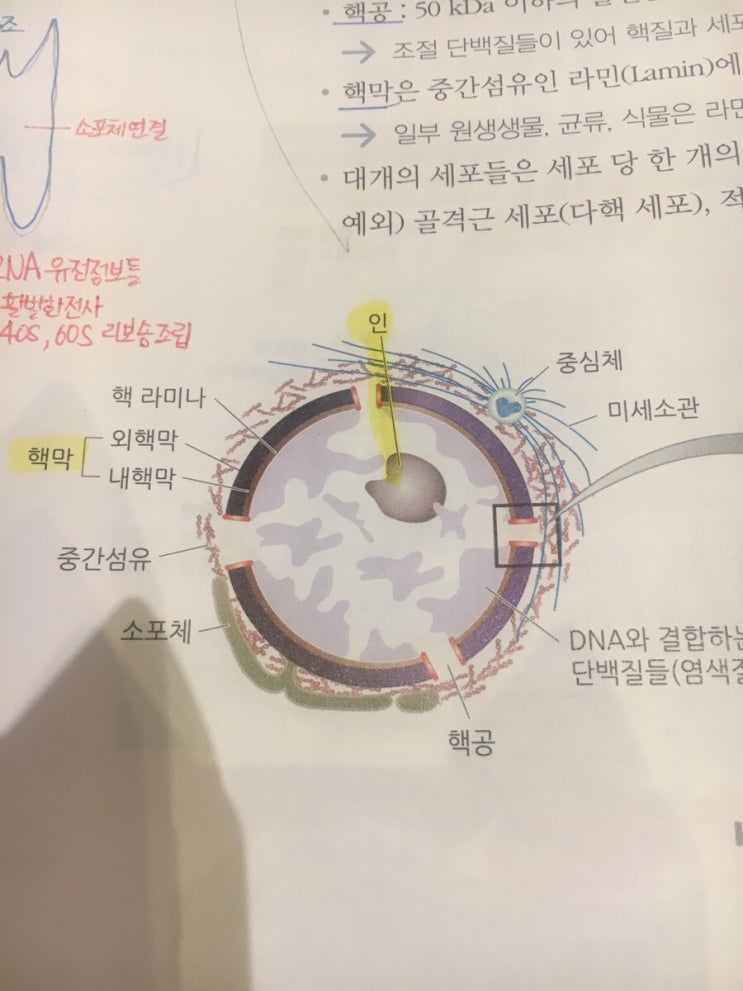 핵 - 핵질, 인, 핵막 : 네이버 블로그