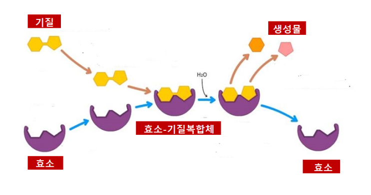 체내효소작용의 메커니즘 : 네이버 블로그
