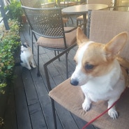 웰시코기 개와 길고양이 냥냥 시청근처 우리동네 커피숍 커피하우스